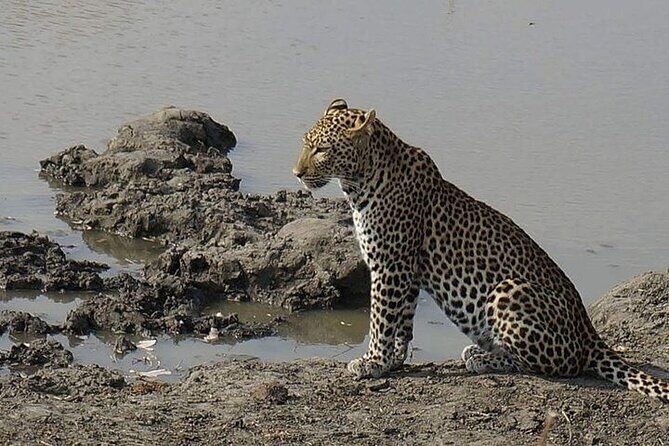 3 Days 2 Nights Mikumi National Park from Dar es salaam road trip - Big Five Reality Check at Mikumi (And the Animals You Should Aim For)