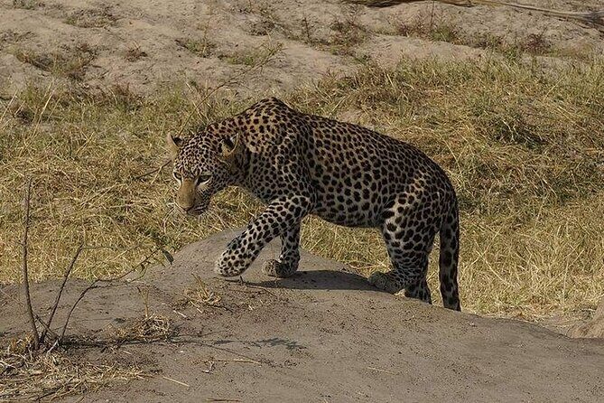 3 Days 2 Nights Mikumi National Park from Dar es salaam road trip - Day 3: Morning Game Drive, Then a Picture-Slow Return to Dar es Salaam