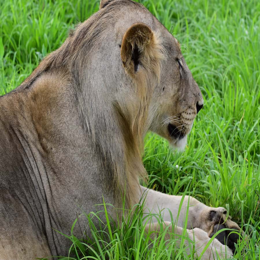 3 Days / 2 Nights Mikumi Safari by SGR Train from Zanzibar - Key things you’ll remember from this Mikumi Safari
