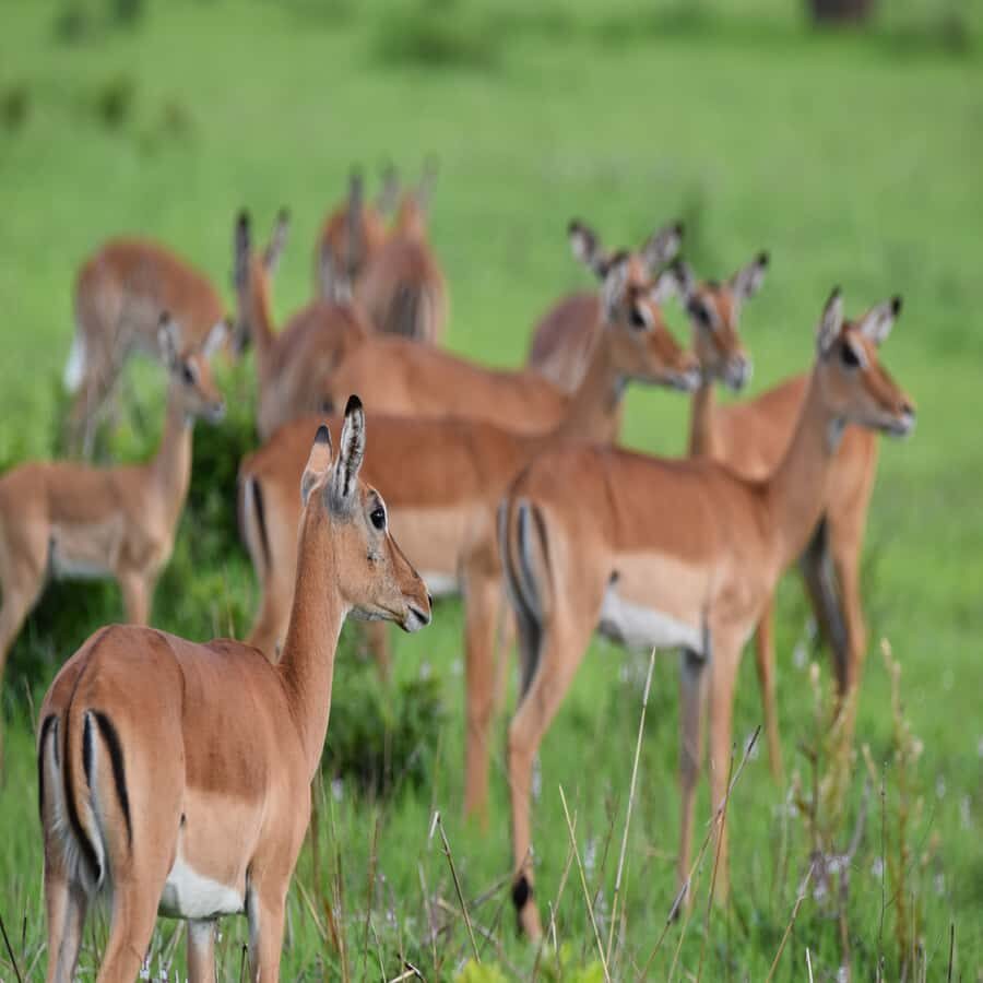 3 Days / 2 Nights Mikumi Safari by SGR Train from Zanzibar - Mikumi’s setting: why this park works for a short safari