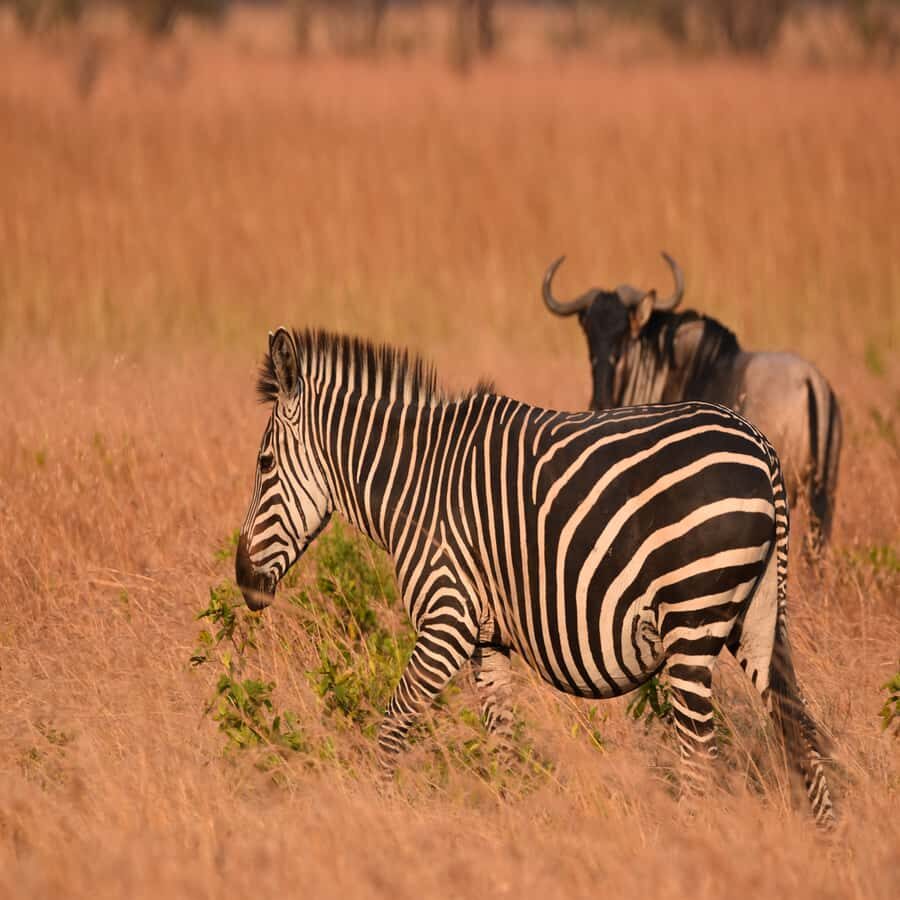 3 Days / 2 Nights Mikumi Safari by SGR Train from Zanzibar - Arrival day at Mikumi: Masai Boma first, then camp time