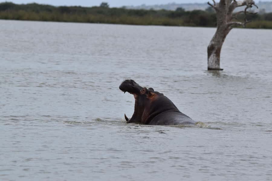3 Days / 2 Nights Mikumi Safari by SGR Train from Zanzibar - Day 3 on the move: an early start back toward Zanzibar