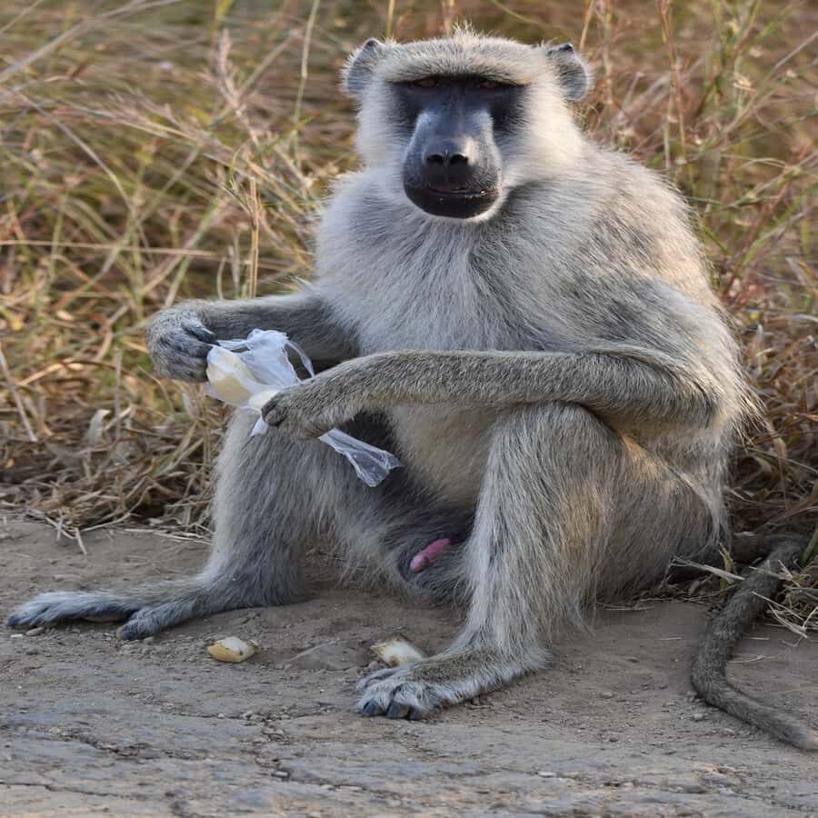 3 Days / 2 Nights Mikumi Safari by SGR Train from Zanzibar - What the included package really means for your money