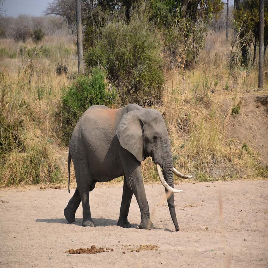 3 Days / 2 Nights Mikumi Safari by SGR Train from Zanzibar - Practical notes you should plan around