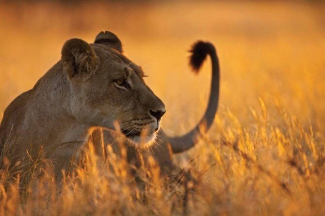 3 Days 2 Nights Serengeti, Ngorongoro & Tarangire Wildlife Lodge Safari - What to watch for at each park (so you don’t miss the best moments)