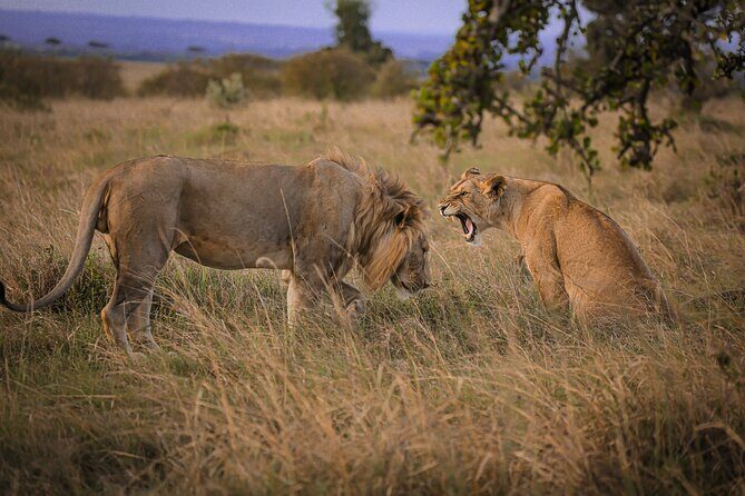 3-Days 2-nights Tanzania Private Budget Camping Safari - Private, budget, and camping: what this safari really means