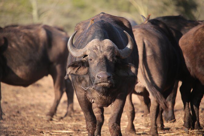 3-Days 2-nights Tanzania Private Budget Camping Safari - Day 1 in the Serengeti: arriving, driving, then sleeping inside the experience