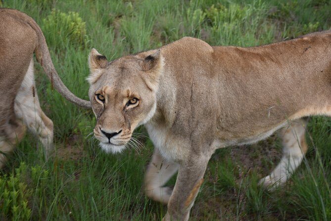 3-Days 2-nights Tanzania Private Budget Camping Safari - The Ngorongoro Conservation Area drive: why that segment is more than just a transfer