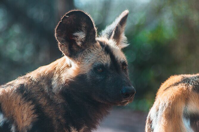 3-Days 2-nights Tanzania Private Budget Camping Safari - Days 2 and 3: more wildlife time without big-group delays