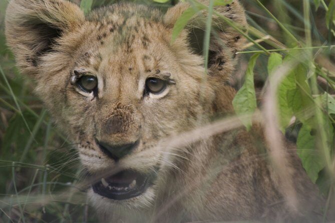 3-Days 2-nights Tanzania Private Budget Camping Safari - Camp life and meals: what’s included, and what you should expect to handle