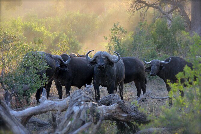 3-Days 2-nights Tanzania Private Budget Camping Safari - Arusha pickup at 8:00 am: starting in the real world, not a brochure