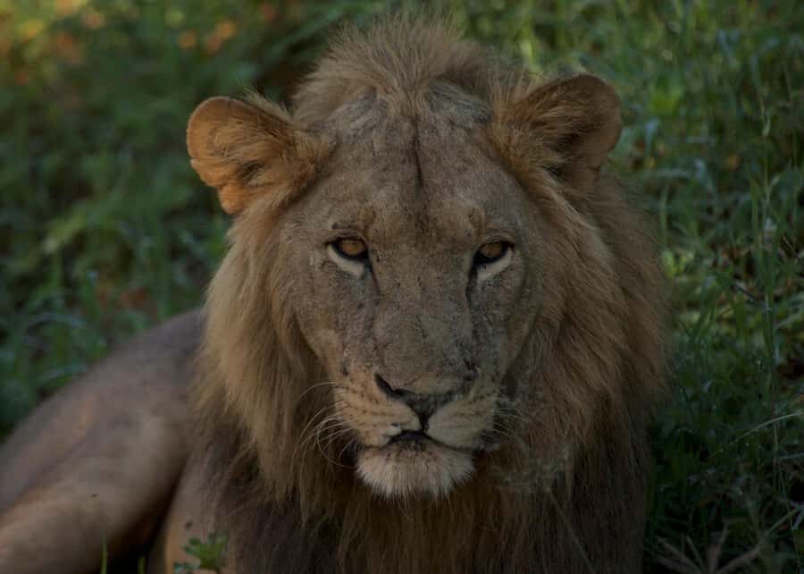 3-days adventure from Dar-es-Salaam to Mikumi National Park - Quick hits: what makes this Mikumi trip work