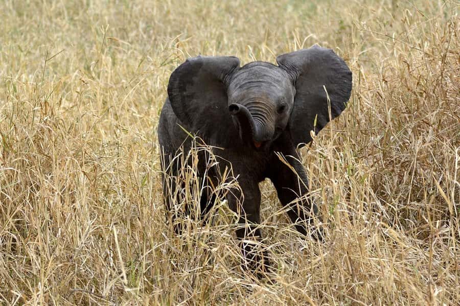 3-days adventure from Dar-es-Salaam to Mikumi National Park - Mikumi vs. the Northern Parks: why this southern safari feels different