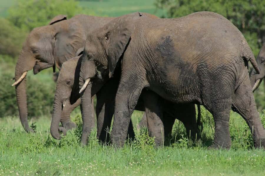 3-days adventure from Dar-es-Salaam to Mikumi National Park - Day 2’s full-day game drive: the open jeep part you’ll remember