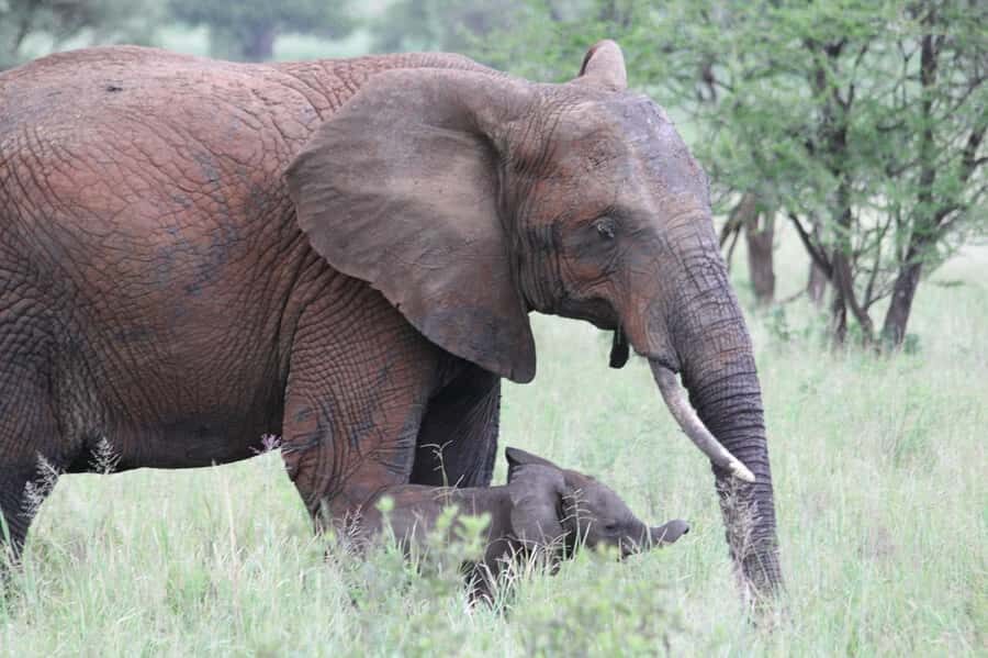 3-days adventure from Dar-es-Salaam to Mikumi National Park - Price and value: what $450 per person really covers