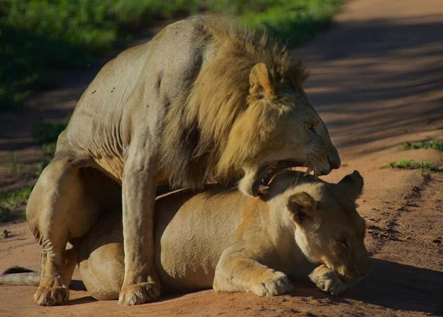 3-days adventure from Dar-es-Salaam to Mikumi National Park - Dar es Salaam to Mikumi: a long drive made practical
