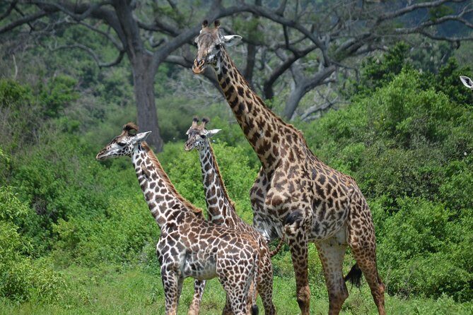 3 Days All Inclusive Zanzibar to Tarangire Ngorongoro - Key highlights that make this 3-day safari worth your attention
