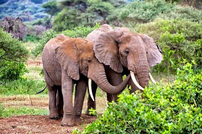 3 Days All Inclusive Zanzibar to Tarangire Ngorongoro - Price and what you really get for $1,776.32