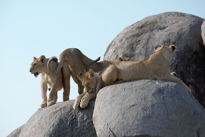 3 Days All Inclusive Zanzibar to Tarangire Ngorongoro - Lake Manyara: baboons, hot springs, and the tree-climbing lion factor