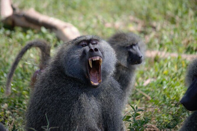 3 Days All Inclusive Zanzibar to Tarangire Ngorongoro - Guides and communication: what to look for on the ground