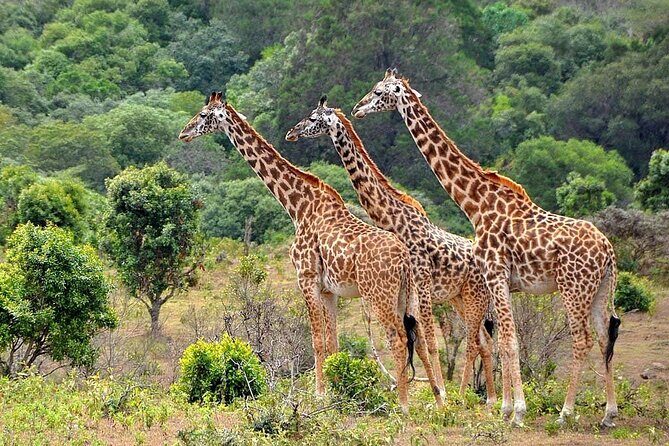 3 Days All Inclusive Zanzibar to Tarangire Ngorongoro - Starting in Arusha: a smooth setup for a short trip