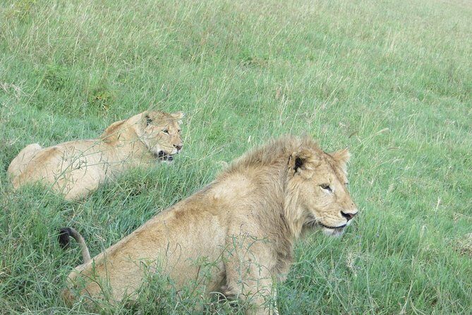3 Days Amzing Safari in Tarangire and Nngorongoro - Ngorongoro Crater via Loduare Gate: Why the Early Descent Wins