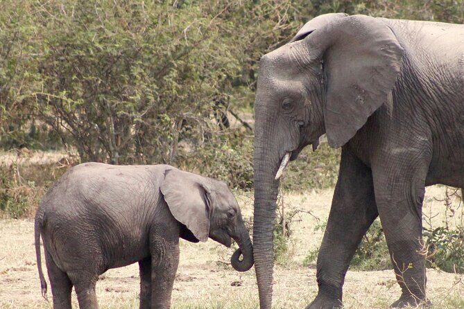 3 Days Amzing Safari in Tarangire and Nngorongoro - Price and Value: Is $708.34 Fair for a Big-Five Focus?