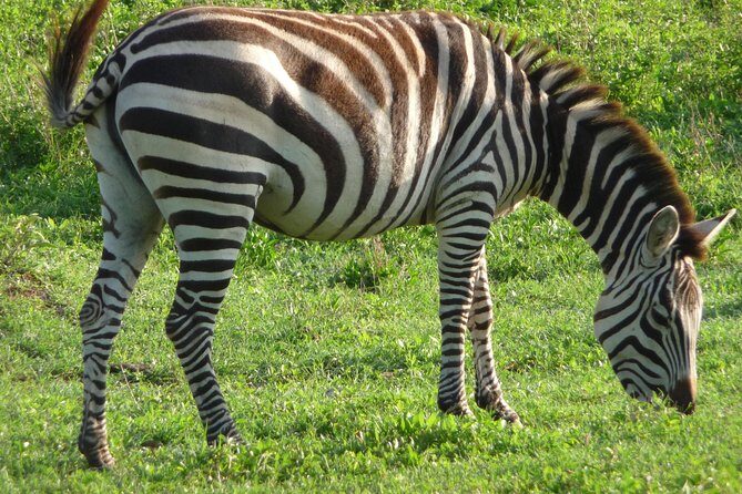 3 Days Amzing Safari in Tarangire and Nngorongoro - Who This Safari Fits Best (and Who Might Want to Adjust)