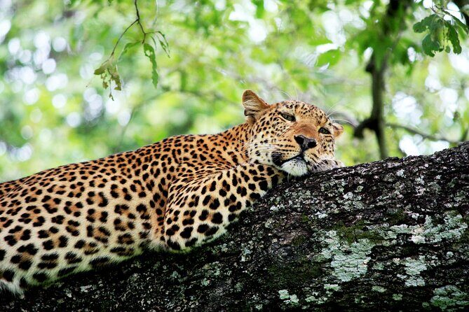 3 Days Amzing Safari in Tarangire and Nngorongoro - Should You Book This Tarangire and Ngorongoro Big-Five Safari?