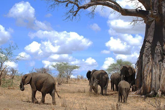 3 Days Amzing Safari in Tarangire and Nngorongoro - Accommodation, Meals, and Day Rhythm: Staying Comfortable on the Go