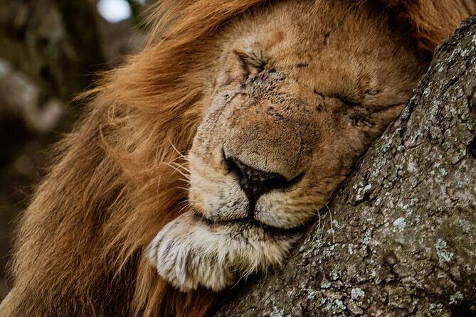 3 Days Big 5 Tour and Culture in Tanzania - Price and What $1,150 Buys You in Real Terms