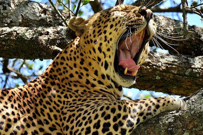 3 Days Big 5 Tour and Culture in Tanzania - Comfort, Meals, and the Little Things That Matter