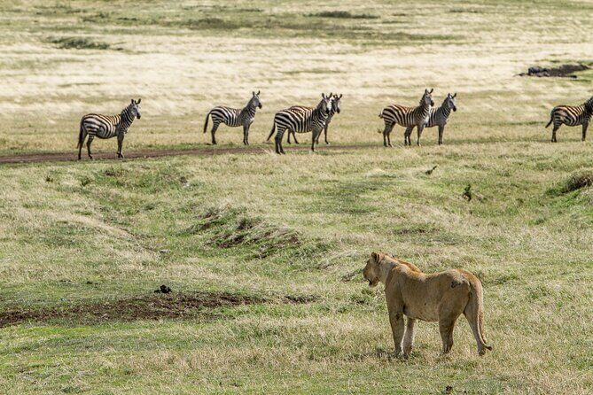 3 Days Big Five Unforgetable Lodging Tanzania Safari - Private Tour Value: Guide, Vehicle, and Pace for Real Comfort