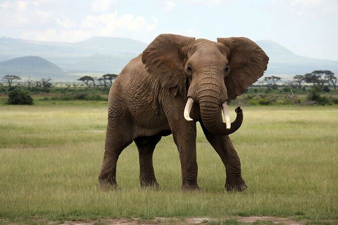3 Days Big Five Unforgetable Lodging Tanzania Safari - Meals Included: More Than a Convenience
