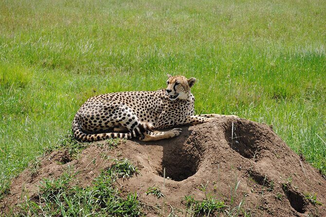 3 Days Big Five Unforgetable Lodging Tanzania Safari - Price and Value: What $1,015 Buys You (and What It Doesn’t)