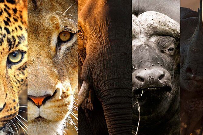 3 Days Big Five Unforgetable Lodging Tanzania Safari - The Big Five Focus: What This Route Is Trying to Maximize