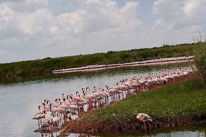 3-Days Budget Lodge Safari - Tarangire, Ngorongoro & Lake Manyara - Lake Manyara: shoreline drives, tree-climbing lions, and bird-life payoff