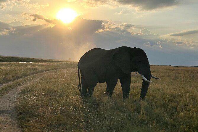 3-Days Budget Lodge Safari - Tarangire, Ngorongoro & Lake Manyara - What I’d expect for wildlife outcomes on these three parks