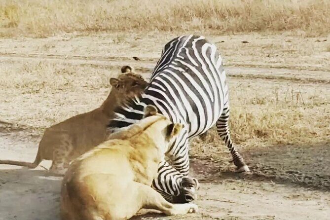 3-Days Budget Lodge Safari - Tarangire, Ngorongoro & Lake Manyara - Who this safari suits best (and who should consider other options)