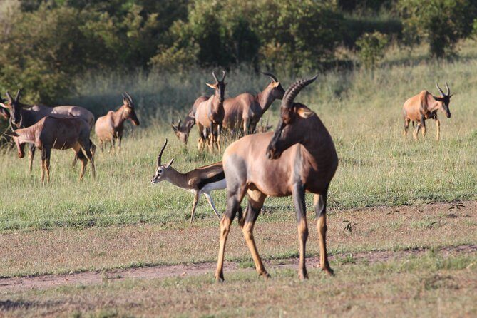 3 Days Camping Safari Tarangire, Lake Manyara and Ngorongoro Crater - A 3-Day Circuit From Moshi: Tarangire, Manyara, and Ngorongoro
