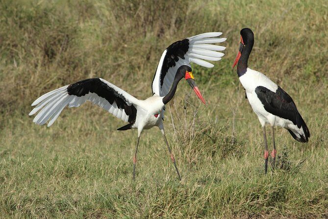 3 Days Camping Safari Tarangire, Lake Manyara and Ngorongoro Crater - Who This Safari Suits (and Who Might Reconsider)
