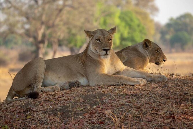3 Days Explore Selous Game Reserve + Boat safari + bushman walking - Selous Game Reserve: why this UNESCO area feels extra real