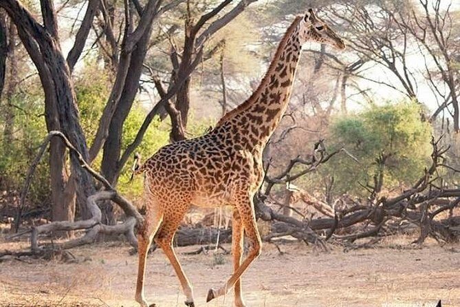 3 Days Explore Selous Game Reserve + Boat safari + bushman walking - The private guide factor: why people rave about Hamad