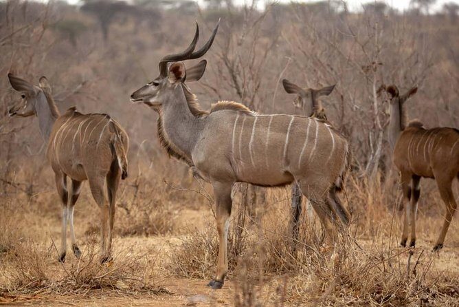 3 Days Explore Selous Game Reserve + Boat safari + bushman walking - Price and value: is $800 per person fair for this mix?