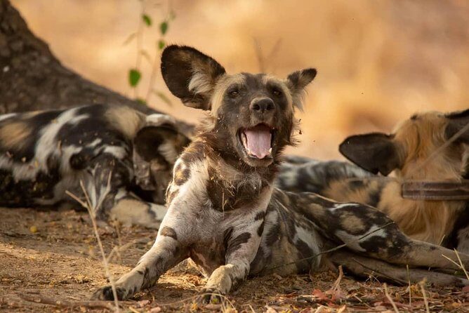 3 Days Explore Selous Game Reserve + Boat safari + bushman walking - The 3-day flow from Dar es Salaam: early drives, big wildlife windows