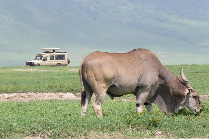 3 Days Exploring Serengeti & Ngorongoro Crater from Arusha - Key highlights worth knowing before you go