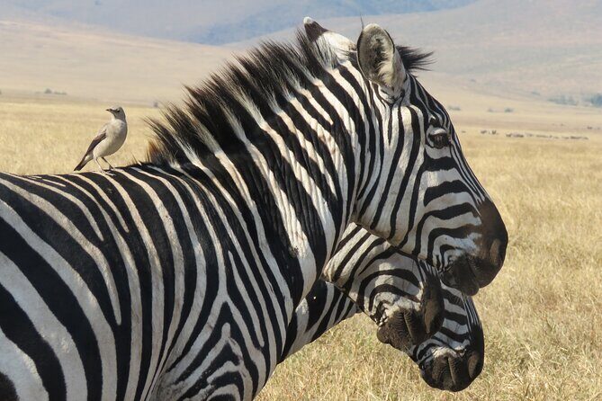 3 Days Exploring Serengeti & Ngorongoro Crater from Arusha - Day 3 in Ngorongoro Crater: early descent and crater-floor animal density
