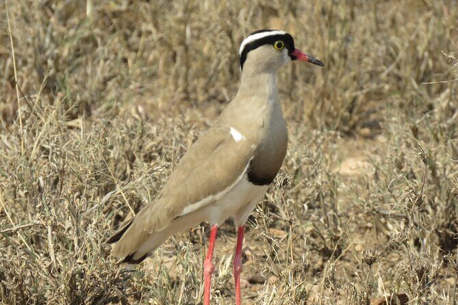 3 Days Exploring Serengeti & Ngorongoro Crater from Arusha - The guides and the pacing: getting to what matters
