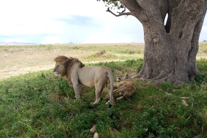 3 Days Exploring Serengeti & Ngorongoro Crater from Arusha - Day 1 in Serengeti National Park: long drive, big first impressions