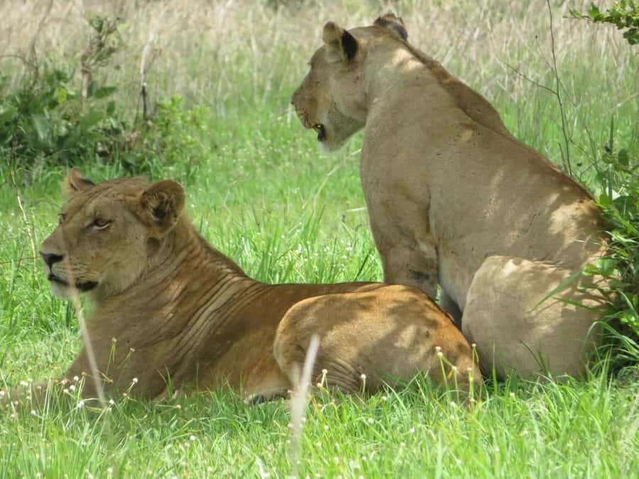 3 Days Flight Package Zanzibar to Nyerere/Selous - Guide skill and private pacing: when it works best